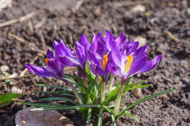Güneşli bir günde bahçede güzel mor bahar timsahları. Çiçekli bahar arkaplanı ve çayır üzerindeki kır çiçekleri. İlkbahar, doğa. Seçici odaklanma, kapat, makro.
