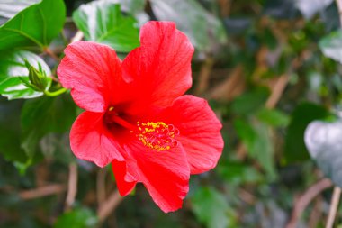 Tropik çiçek açan Hibiscus rosa-sinensis, Çin amblemi, Çin gülü, yeşil yapraklı arkaplanda gülotu ya da portakalcılık. Bahçıvanlık hobisi, bitki yetiştirme ve yetiştirme.