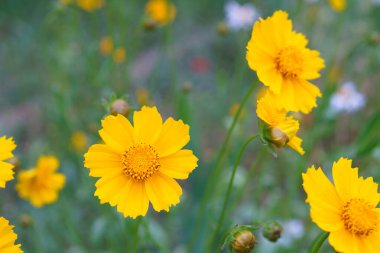 Coreopsis Lanceolata, Lanceleaf Tickseed veya Maiden Eye on Meadow, yazın çiçek açan tarlalar. Doğa, bitki, çiçek arkaplanı. Sarı çiçek mızrağı Coreopsis 'i çiçek gibi açtı. Yaklaş, makro.