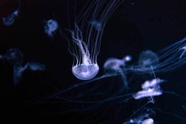 Bir grup Sanderia Malayensis, Amakusa Denizanası akvaryum havuzunda mavi neon ışığıyla yüzüyor. Theriology, biodiversity, undersea life, aquatic organizma
