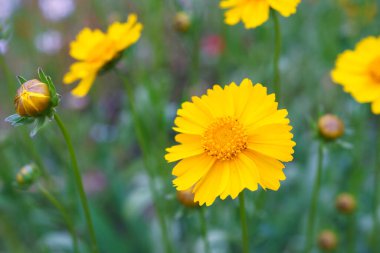 Coreopsis Lanceolata, Lanceleaf Tickseed veya Maiden Eye on Meadow, yazın çiçek açan tarlalar. Doğa, bitki, çiçek arkaplanı. Sarı çiçek mızrağı Coreopsis 'i çiçek gibi açtı. Yaklaş, makro.