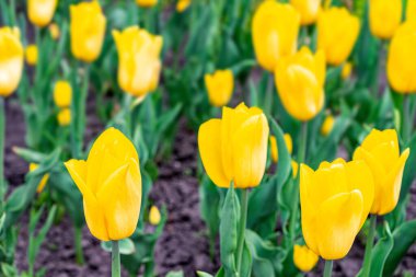 Parlak sarı laleler baharda baharda bahçede ya da parkta çiçek açar. Çiçekler taze yeşil yapraklarla çevrili, baharın güzelliği, manzara tasarım elementi, bahçe dekorasyonu