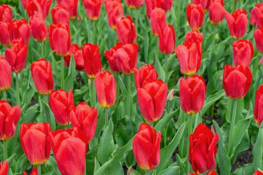 Çiçek açan kırmızı lalelerle dolu renkli bir alan. Bahar mevsiminde yeşil yapraklar etrafını sarar. Parktaki ya da bahçedeki çiçek tarhında, manzara tasarım elementinde. Duvar kağıdı, arkaplan