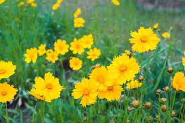 Sarı çiçekli Coreopsis Lanceolata, Lanceleaf Tickseed ya da yazın açan Maiden 's Eye. Doğa, bitki, çiçek arkaplanı. Bahçe, mızrak çimenliği terk edilmiş Coreopsis çiçek açmış.