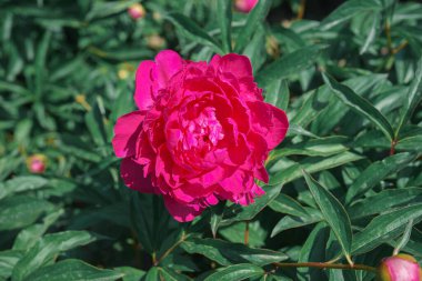 Canlı, taze pembe şakayık çiçeği. Güneşli bir günde yeşil yaprakların üzerine yakın plan. Çiçek tarlası, bahçe. Yaz mevsimi çiçekli arka plan, duvar kağıdı. Bahçecilik, yetiştirme, çiçek yetiştirme.