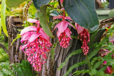 Beautiful blooming bright pink Medinilla magnifica, Philippine Orchid, inside greenhouse on green pants background. Gardening hobby, plant breeding and cultivation clipart