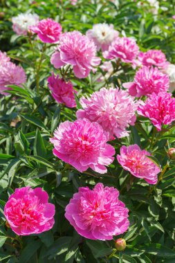 Bahçede çiçek açan canlı pembe şakayık çiçeği çalısı ya da güneşli bir günde park, çiçek tarlası. Yaz mevsimi çiçekli arka plan, duvar kağıdı. Bahçecilik, yetiştirme, çiçek yetiştirme.