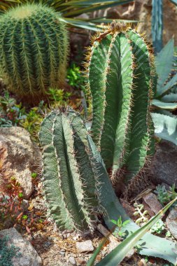 Kaktüs çiçeği, Cactacea Juss Astrophytum ornatum, botanik bahçesindeki doğal ortamda piskopos şapkası veya keşiş başlığı. Sera, sera, portakal, bahçıvanlık, bitki yetiştirme