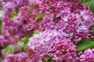 Güneşli bir günde açan mor leylak çiçekleri, yakın plan, makro arka plan. Bahar duvar kağıdı, çiçek arkaplanı