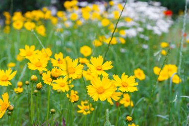 Coreopsis Lanceolata, Lanceleaf Tickseed veya Maiden Eye on Meadow, yazın çiçek açan tarlalar. Doğa, bitki, çiçek arkaplanı. Bahçe, sarı çiçekli çimen mızrak, çiçek açmış Coreopsis 'i terk etti