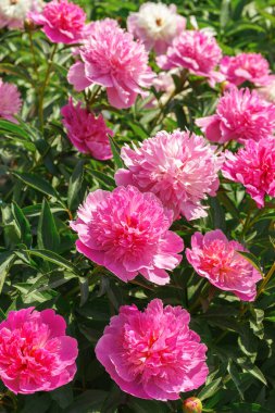 Bahçede çiçek açan canlı pembe şakayık çiçeği çalısı ya da güneşli bir günde park, çiçek tarlası. Yaz mevsimi çiçekli arka plan, duvar kağıdı. Bahçecilik, yetiştirme, çiçek yetiştirme.