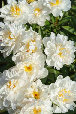 Canlı beyaz şakayık çiçekli çalılar bahçede çiçek açar ya da güneşli bir günde parkta, çiçek tarhında. Yaz mevsimi çiçekli arka plan, duvar kağıdı. Bahçecilik, yetiştirme, çiçek yetiştirme.