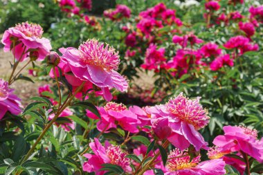 Canlı taze pembe Miraj şakayık çiçeği çalısı bahçede çiçek açıyor ya da güneşli bir günde park ediyor, çiçek açıyor. Yaz mevsimi çiçekli arka plan, duvar kağıdı. Bahçecilik, yetiştirme, çiçek yetiştirme.