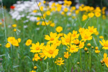 Coreopsis Lanceolata, Lanceleaf Tickseed veya Maiden Eye on Meadow, yazın çiçek açan tarlalar. Doğa, bitki, çiçek arkaplanı. Bahçe, sarı çiçekli çimen mızrak, çiçek açmış Coreopsis 'i terk etti