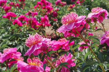 Canlı taze pembe Miraj şakayık çiçeği çalısı bahçede çiçek açıyor ya da güneşli bir günde park ediyor, çiçek açıyor. Yaz mevsimi çiçekli arka plan, duvar kağıdı. Bahçecilik, yetiştirme, çiçek yetiştirme.