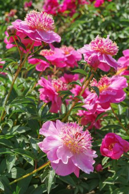 Canlı taze pembe Miraj şakayık çiçeği çalısı bahçede çiçek açıyor ya da güneşli bir günde park ediyor, çiçek açıyor. Yaz mevsimi çiçekli arka plan, duvar kağıdı. Bahçecilik, yetiştirme, çiçek yetiştirme.