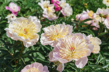 Canlı beyaz Miraj şakayık çiçeği çalısı bahçede çiçek açıyor ya da güneşli bir günde park ediyor, çiçek açıyor. Yaz mevsimi çiçekli arka plan, duvar kağıdı. Bahçecilik, yetiştirme, çiçek yetiştirme.