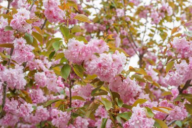 Çiçek açan kiraz ağacı dalları, mavi gökyüzünde çiçek açan pembe sakura çiçekleri. Bahar mevsimi, doğa çiçekli arka plan, duvar kağıdı, fon.
