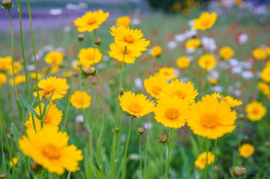 Coreopsis Lanceolata, Lanceleaf Tickseed veya Maiden Eye on Meadow, yazın çiçek açan tarlalar. Doğa, bitki, çiçek arkaplanı. Bahçe, sarı çiçekli çimen mızrak, çiçek açmış Coreopsis 'i terk etti