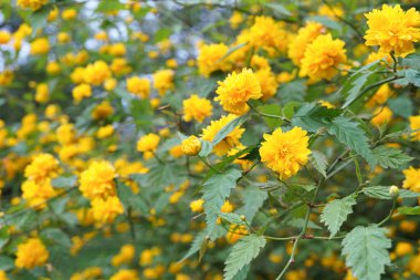 Kerria japonica Pleniflora 'lı Bush ya da bahçede sarı çiçeklerle açan Japon gülü. Çiçek arka planı, bitki yetiştirme, çiçek yetiştirme.