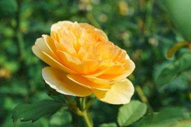 Güzel sarı çiçekli İngiliz şakayığı bahçeye ya da parka yakın güneşli bir günde açık havada. Üreme ve büyüyen güller, bahçıvanlık, manzara tasarımı