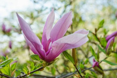 Pembe Magnolia Soul Angeana Galaksisi çiçekli çiçek açan ağaç dalı parka yakın ya da yeşil arka planda fotokopi alanı olan bir bahçe. Doğa, çiçek, bahçıvanlık, bitki yetiştirme.