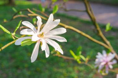 Beyaz Magnolia stellata çiçekleriyle çiçek açan ağaç dalları parka ya da yeşil arka planda fotokopi alanı olan bahçeye yakın. Doğa, çiçek, bahçıvanlık, bitki yetiştirme.