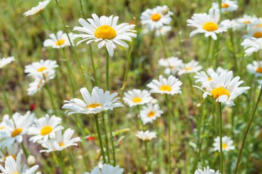 Çayır, çimen, beyaz papatya, yeşil çim arka planda papatya. Oxeye papatya, Leucanthemum vulgare, Common papatya, Dog papatya. Bahçıvanlık, bitki yetiştirme.