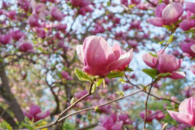 Pembe Magnolia soulangeana, parkta Alba Superba çiçekleri ya da yeşil arka planda fotokopi alanı olan bir ağaç dalı. Doğa, çiçek, bahçıvanlık, bitki yetiştirme.