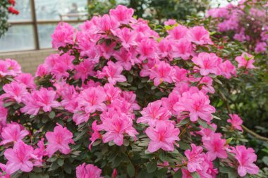 Çiçek açan pembe Japon Azalea Ericaceae çalısı, Geyşa Mor, rhododendron çiçeği arka planı. Evergreen dekoratif bitki ya da botanik bahçesindeki portakallar. Bahçıvanlık, bitki yetiştirme.