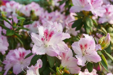 Çiçekli pembe Japon Azalea Ericaceae çalısı, Pembe Dantel, rhododendron çiçeği arka planı. Evergreen dekoratif bitki ya da botanik bahçesindeki portakallar. Bahçıvanlık, bitki yetiştirme.