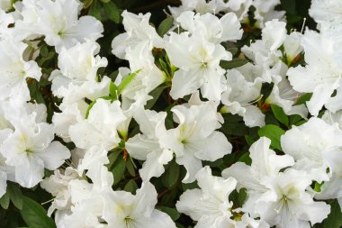 Çiçek açan beyaz Japon Azalea Ericaceae çalısı tamamen çiçek açmış, rhododendron çiçeği arkaplanı. Evergreen dekoratif bitki ya da botanik bahçesindeki portakallar. Bahçıvanlık, bitki yetiştirme.