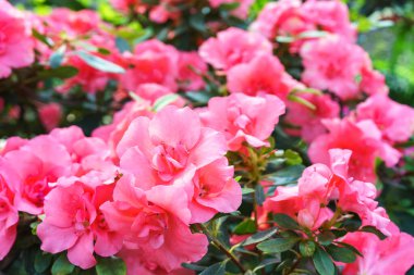 Çiçek açan pembe Japon Azalea Ericaceae çalılığı, Rosinetta, rhododendron çiçeği arka planı. Evergreen dekoratif bitki ya da botanik bahçesindeki portakallar. Bahçıvanlık, bitki yetiştirme.