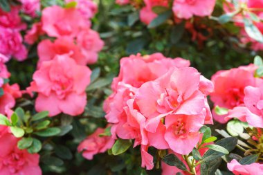 Çiçek açan pembe Japon Azalea Ericaceae çalılığı, Rosinetta, rhododendron çiçeği arka planı. Evergreen dekoratif bitki ya da botanik bahçesindeki portakallar. Bahçıvanlık, bitki yetiştirme.