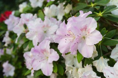 Çiçekli pembe Japon Azalea Ericaceae çalısı, Pembe Dantel, rhododendron çiçeği arka planı. Evergreen dekoratif bitki ya da botanik bahçesindeki portakallar. Bahçıvanlık, bitki yetiştirme.