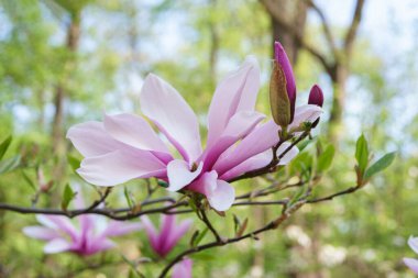 Pembe Magnolia Soul Angeana Galaksisi çiçekli çiçek açan ağaç dalı parka yakın ya da yeşil arka planda fotokopi alanı olan bir bahçe. Doğa, çiçek, bahçıvanlık, bitki yetiştirme.