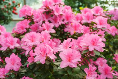 Çiçekli pembe Japon Azalea Ericaceae çalısı, Geyşa Mor, rhododendron çiçeği makrosu, arka plan. Evergreen dekoratif bitki ya da botanik bahçesindeki portakallar. Bahçıvanlık, bitki yetiştirme.
