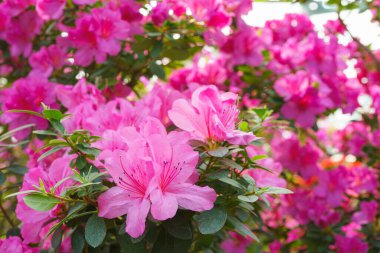 Çiçekli pembe Japon Azalea Ericaceae çalısı, Geyşa Mor, rhododendron çiçeği makrosu, arka plan. Evergreen dekoratif bitki ya da botanik bahçesindeki portakallar. Bahçıvanlık, bitki yetiştirme.