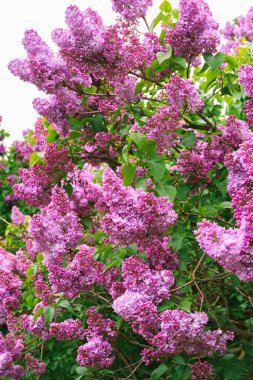 Bahçede güneşli bir günde açan mor leylak çiçekleri, kapanış, fotokopi alanı olan makro arkaplan. Bahçıvanlık, bitki yetiştirme. Bahar duvar kağıdı, çiçek arkaplanı.