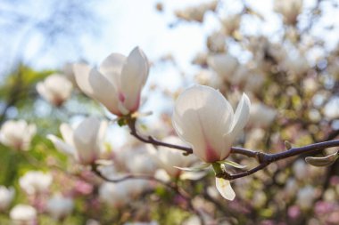 Parkta beyaz Magnolia Soul Angeana çiçekleri olan bir ağaç dalı ya da yeşil arka planda fotokopi alanı olan bir bahçe. Doğa, çiçek, bahçıvanlık, bitki yetiştirme