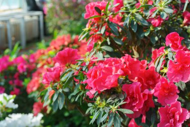 Çiçek açan pembe Japon Azalea Ericaceae çalılığı, Rosinetta, rhododendron çiçeği arka planı. Evergreen dekoratif bitki ya da botanik bahçesindeki portakallar. Bahçıvanlık, bitki yetiştirme.