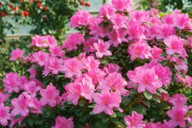 Çiçekli pembe Japon Azalea Ericaceae çalısı, Geyşa Mor, rhododendron çiçeği makrosu, arka plan. Evergreen dekoratif bitki ya da botanik bahçesindeki portakallar. Bahçıvanlık, bitki yetiştirme.