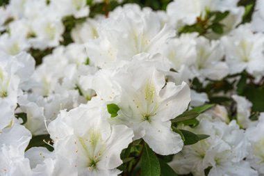 Çiçek açan beyaz Japon Azalea Ericaceae çalısı tamamen çiçek açmış, rhododendron çiçeği arkaplanı. Evergreen dekoratif bitki ya da botanik bahçesindeki portakallar. Bahçıvanlık, bitki yetiştirme.