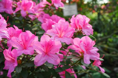Çiçekli pembe Japon Azalea Ericaceae çalısı, Geyşa Mor, rhododendron çiçeği makrosu, arka plan. Evergreen dekoratif bitki ya da botanik bahçesindeki portakallar. Bahçıvanlık, bitki yetiştirme.