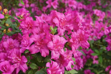 Çiçek açan pembe Japon Azalea Ericaceae çalılığı, Rosinetta, rhododendron çiçeği arka planı. Evergreen dekoratif bitki ya da botanik bahçesindeki portakallar. Bahçıvanlık, bitki yetiştirme.