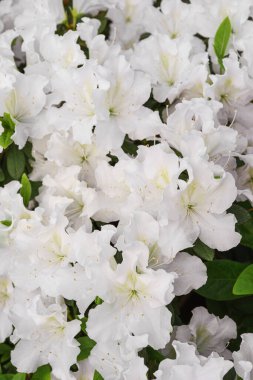 Çiçek açan beyaz Japon Azalea Ericaceae çalısı tamamen çiçek açmış, rhododendron çiçeği arkaplanı. Evergreen dekoratif bitki ya da botanik bahçesindeki portakallar. Bahçıvanlık, bitki yetiştirme.