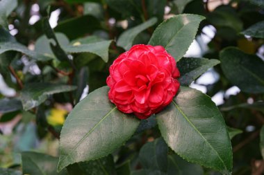 Kırmızı Camelia japonica 'nın çiçekleri, botanik bahçesindeki her zaman yeşil olan bitkiler ya da yeşil yapraklı portakallar. Genel kamelya, Japon kamelyası, ya da tsubaki yakın çekim, makro.
