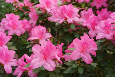 Çiçekli pembe Japon Azalea Ericaceae çalısı, Geyşa Mor, rhododendron çiçeği makrosu, arka plan. Evergreen dekoratif bitki ya da botanik bahçesindeki portakallar. Bahçıvanlık, bitki yetiştirme.