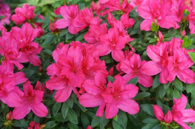 Çiçekli pembe Japon Azalea Ericaceae çalısı, Geyşa Mor, rhododendron çiçeği makrosu, arka plan. Evergreen dekoratif bitki ya da botanik bahçesindeki portakallar. Bahçıvanlık, bitki yetiştirme.