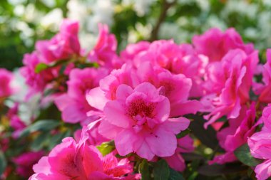 Çiçek açan pembe Japon Azalea Ericaceae çalısı, rhododendron çiçeği arkaplanı. Evergreen dekoratif bitki ya da botanik bahçesindeki portakallar. Bahçıvanlık, bitki yetiştirme.